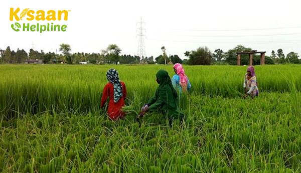 केरल ने किसानों और व्यापारियों के लिए कृषि उपज बेचने की प्रक्रिया को सफल बनाने के लिए 100 एफपीओ बनाने की योजना बनाई है